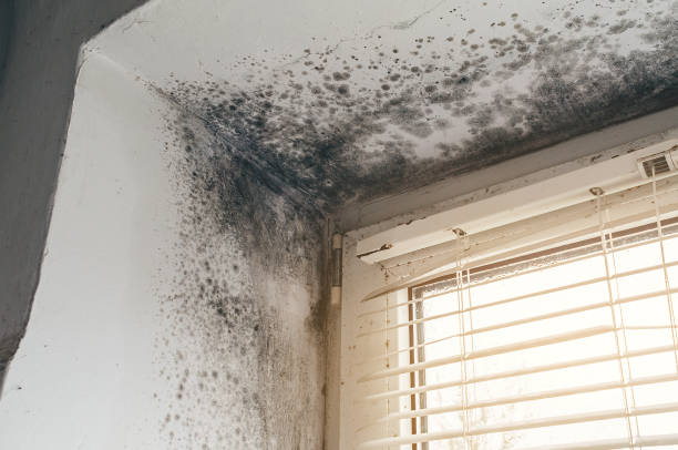 Affordable Attic Mold Remediation solutions in Akron, CO